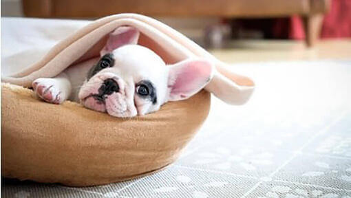 Bulldog francés blanco y negro en cama de perro.