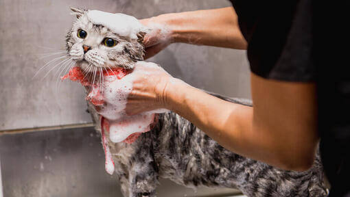 Gato restregado en el baño