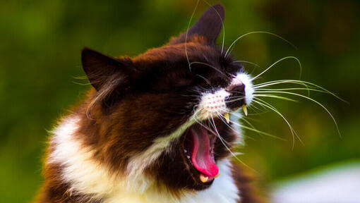 Estornudos de gato