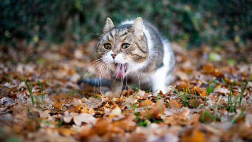 Gato enfermo