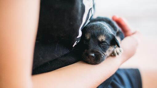 cachorro negro en los brazos de su dueño