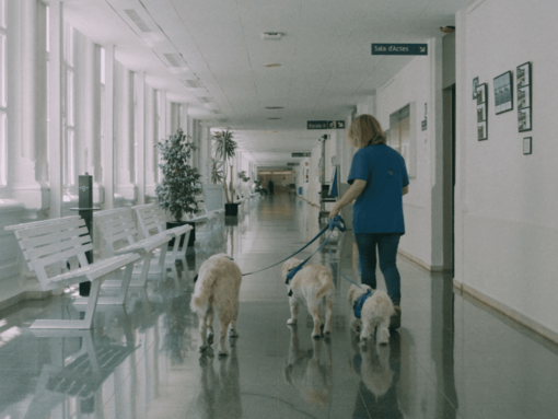 Banner Mascotas en los hospitales