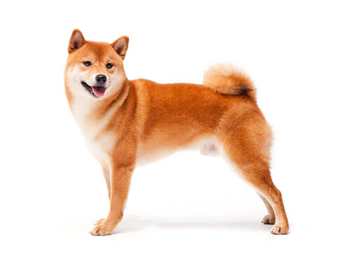 Shiba Inu japonés