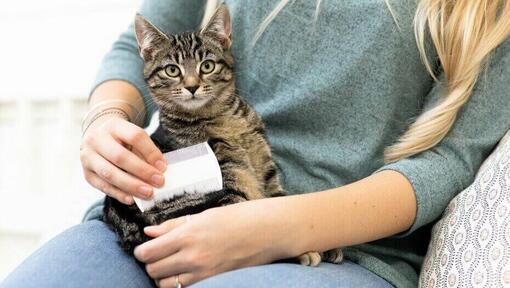 mujer cepillando gatito con peine blanco