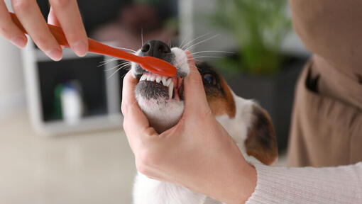 jack russell cepillándose los dientes