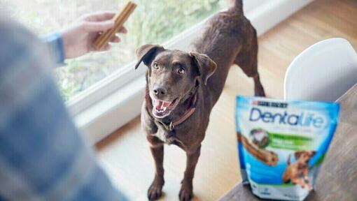 dándole a un perro dentalife masticables dentales