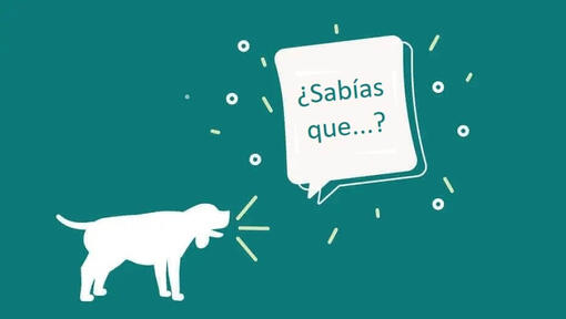 ¿Sabías que...?