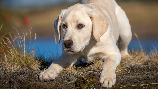 Cachorro labrador en cuclillas mientras mira