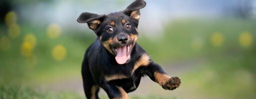 ¿Cuáles son las razas de perros más famosas?