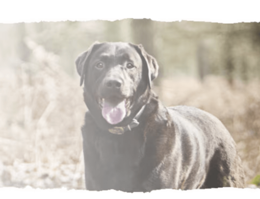 Las mejores rutas con perros