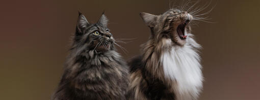15 de las razas de gato con pelo largo más bellas