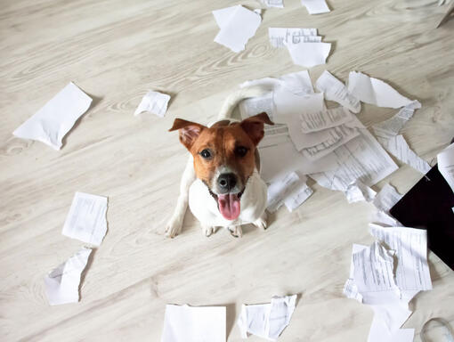 Perro especialista en relaciones laborales MOB