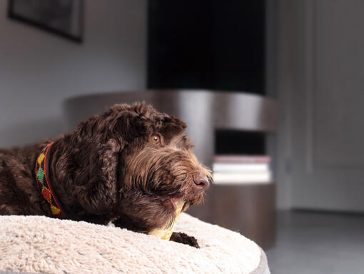 Perro probador de snacks senior MOB