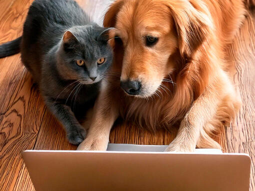 Perro y gato en el mundo laboral MOB