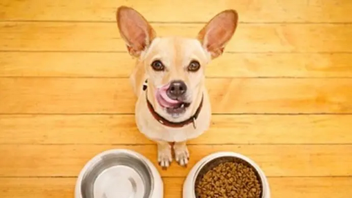 Perro
