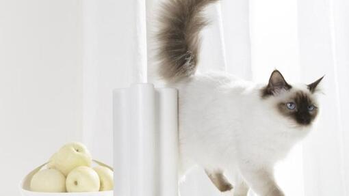 Gato y bol de fruta