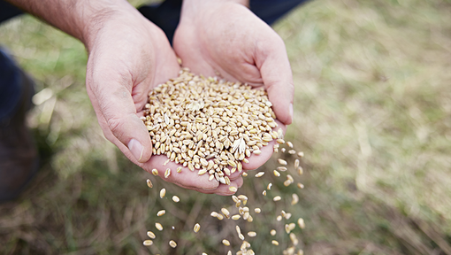¿Qué es la agricultura  regenerativa?