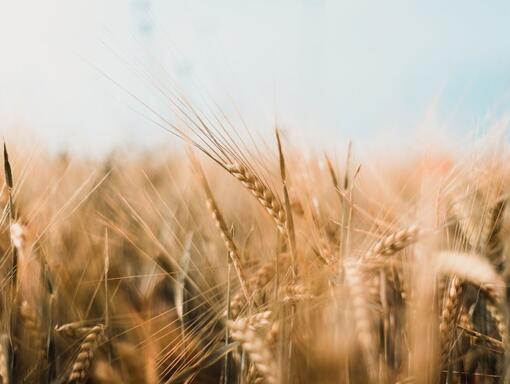 campos de trigo