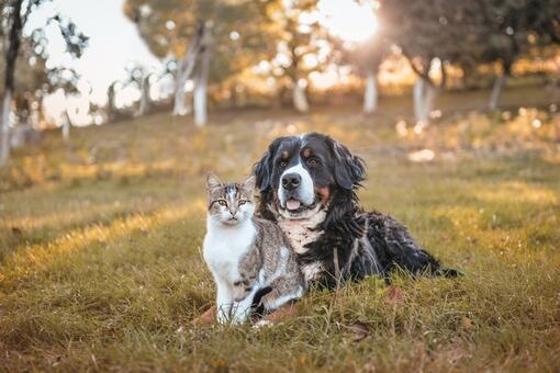 Gato y Perro en la naturaleza