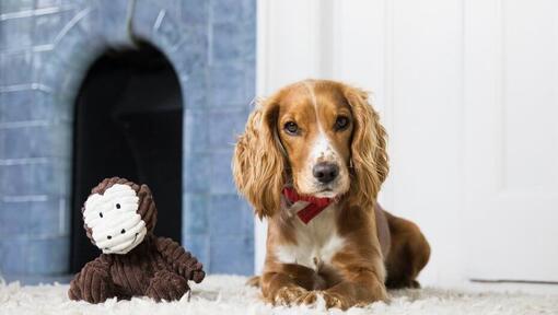 Cocker spaniel sentado junto a un juguete de mono
