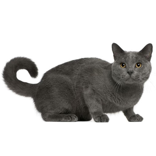 Gato cartujo