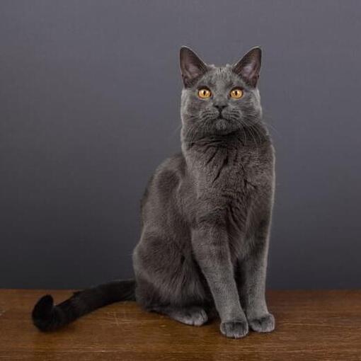 Gato cartujo