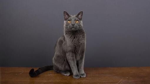 Gato cartujo
