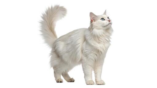 Gato de pelo largo blanco de pie, mirando hacia arriba, sobre fondo blanco