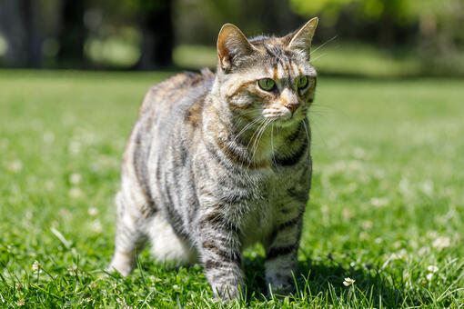 Gato bobtail americano