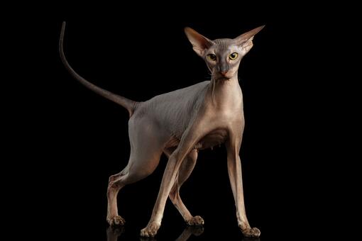 Gato Peterbald 