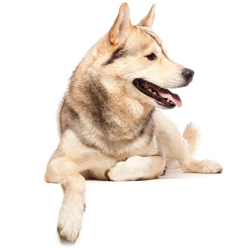 Perro de Groenlandia tumbado sobre fondo blanco, mirando hacia un lado