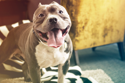 Pitbull