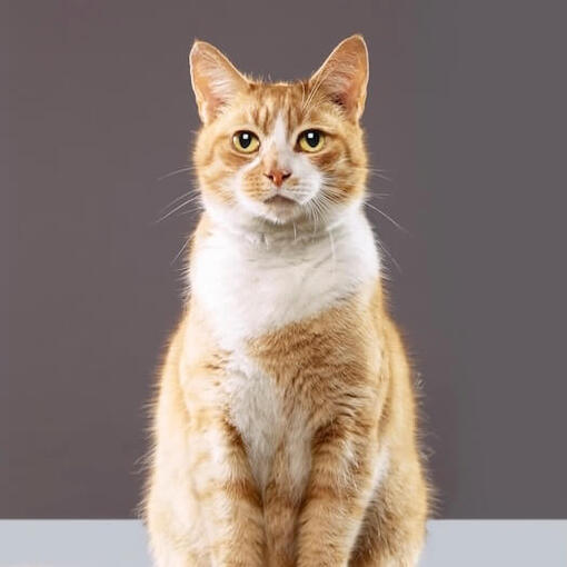 Gato bobtail americano