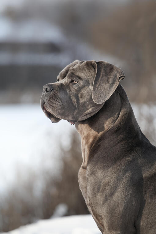 Perro grande de pelaje gris visto de perfil, de pie sobre la nieve, mirando hacia la izquierda