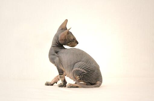 Gato Peterbald 