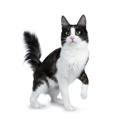 Gato angora turco