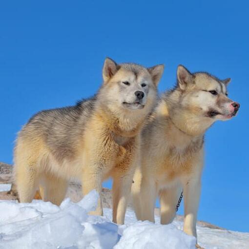 Pareja de perros de Groenlandia sobre la nieve bajo un cielo azul