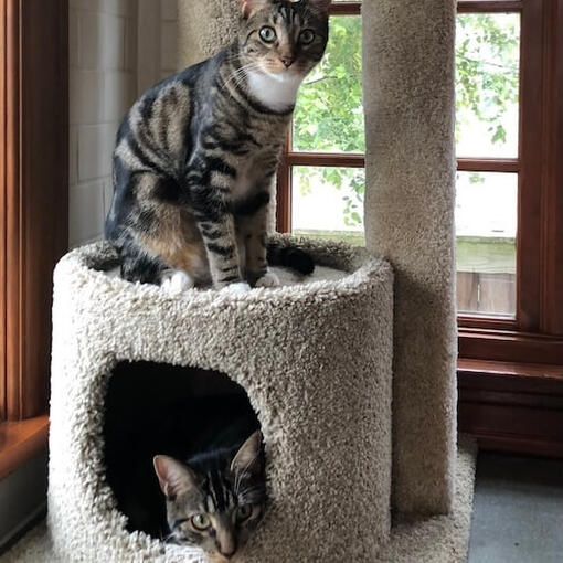 Dos gatos Sokoke atigrados en un rascador junto a una ventana