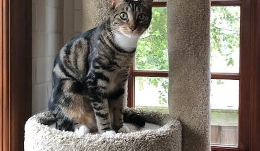 Gato Sokoke atigrado sentado en una torre rascadora junto a la ventana