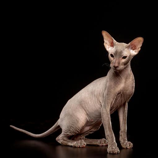 Gato Peterbald 