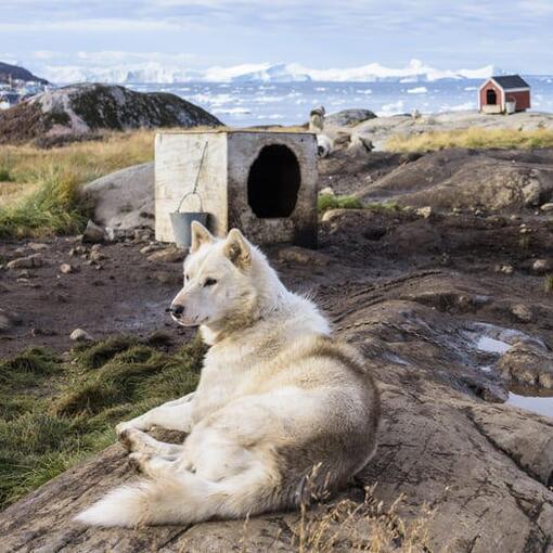 Perro de Groenlandia blanco tumbado junto a una caseta en un paisaje ártico