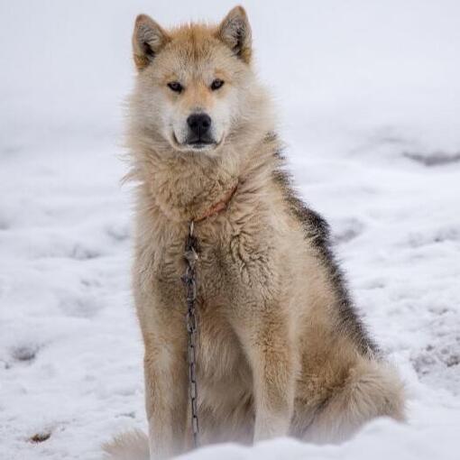 Perro de Groenlandia atado con una cadena, sentado sobre la nieve