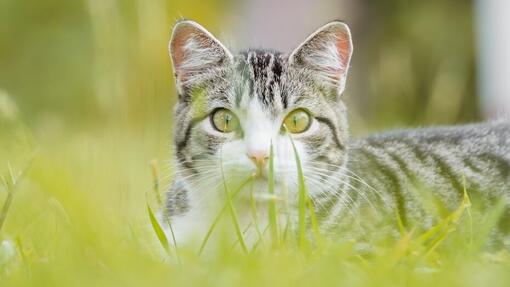Gato bobtail americano