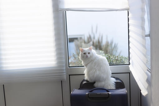 Gato blanco de pelo largo sentado sobre una maleta junto a una ventana