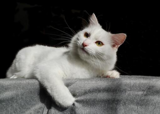 Gato angora turco