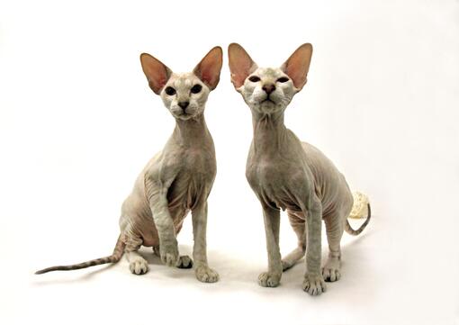Gato Peterbald 