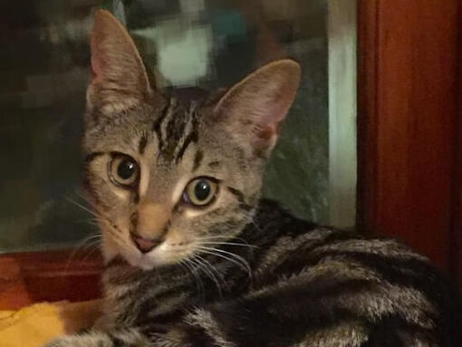 Gato Sokoke atigrado sentado en una torre ras