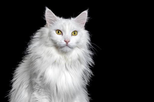 Gato angora turco