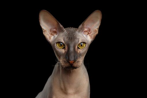 Gato Peterbald 