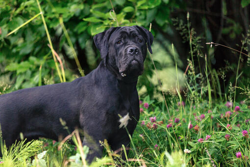 Perro negro grande con mancha blanca en el pecho, de pie entre vegetación y flores silvestres